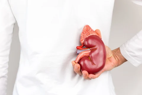 Anatomický model lidské ledviny držený v ruce.