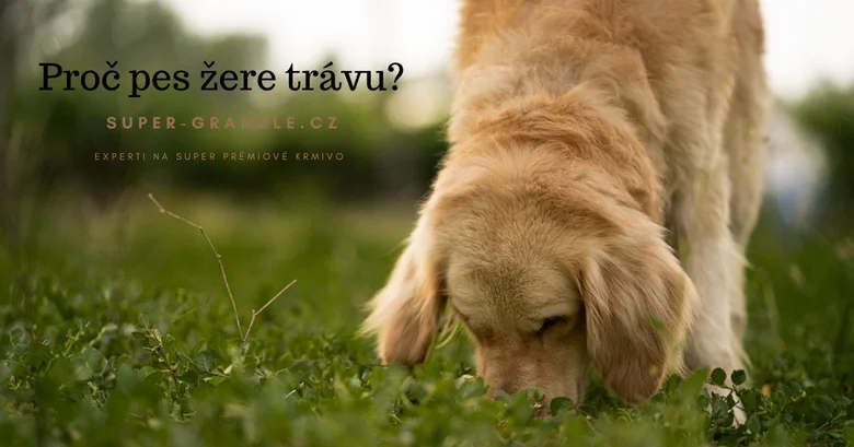 Zlatý retrívr žere trávu na zelené trávě.