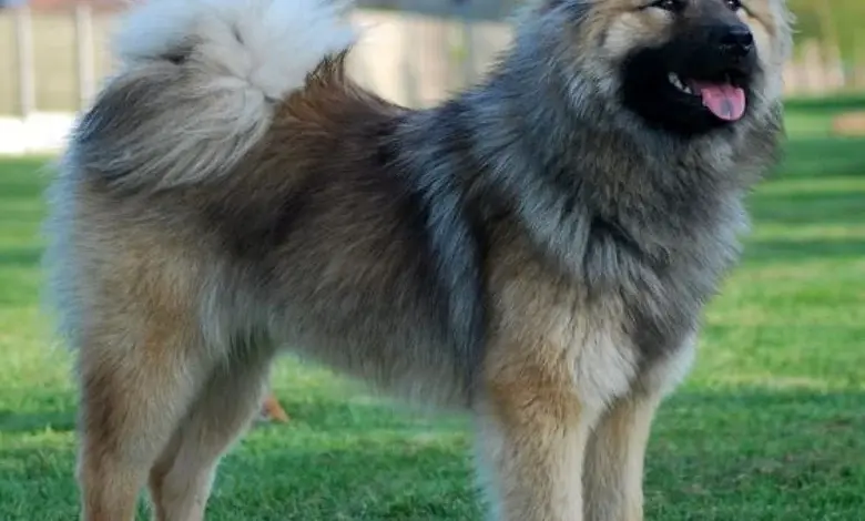 Fluffy Keeshond pes stojí na trávníku venku.