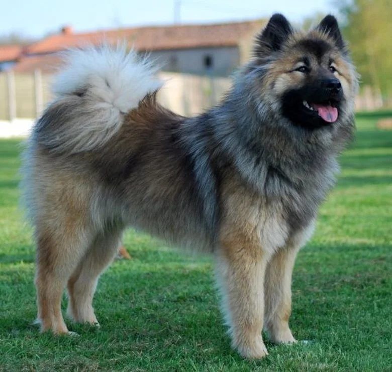 Fluffy Keeshond pes stojí na trávníku venku.