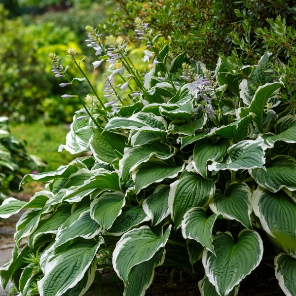 Hosta s bílými okraji listů kvetoucí v stínu.