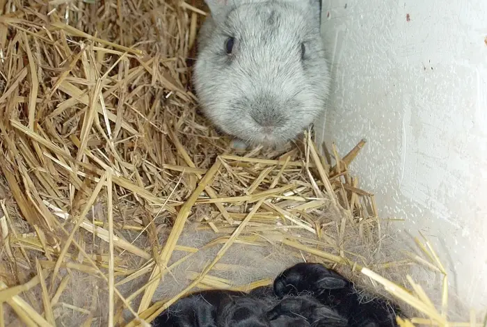 Matka králík sedí vedle svých novorozených černých mláďat v slámě.