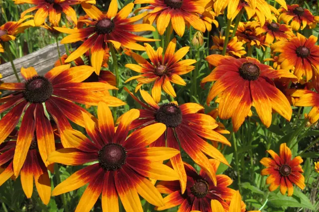 Květy rudbeckie s červenými a žlutými okvětními lístky.
