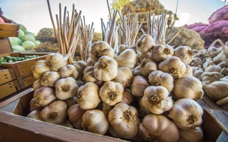 Fresh garlic bulbs in wooden crate