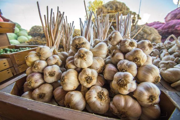 Fresh garlic bulbs in wooden crate