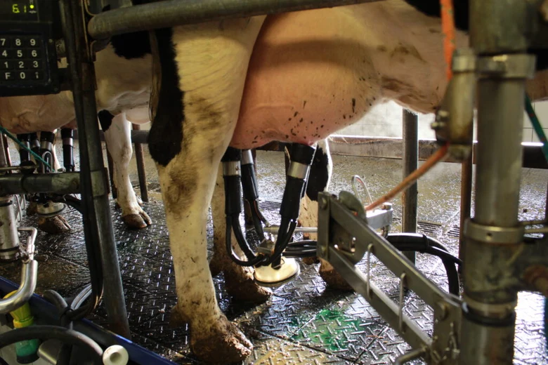 Dojná kráva v automatizovaném mléčném boxu s nasazenými hadicemi.