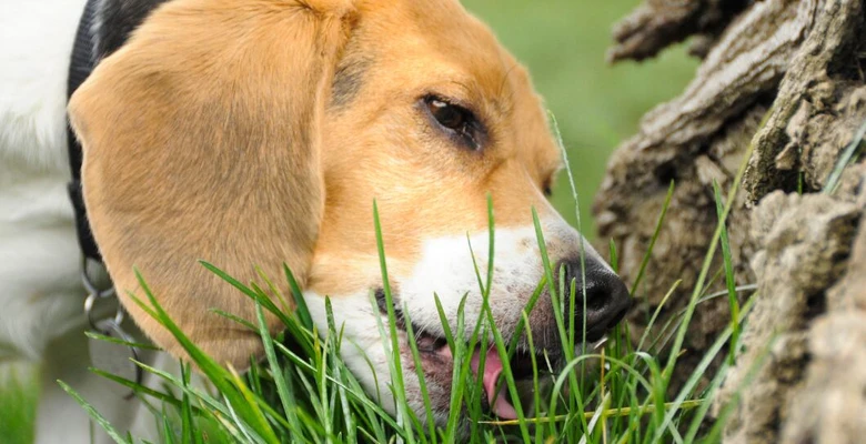 Beagle pes líže trávu u stromu v přírodě