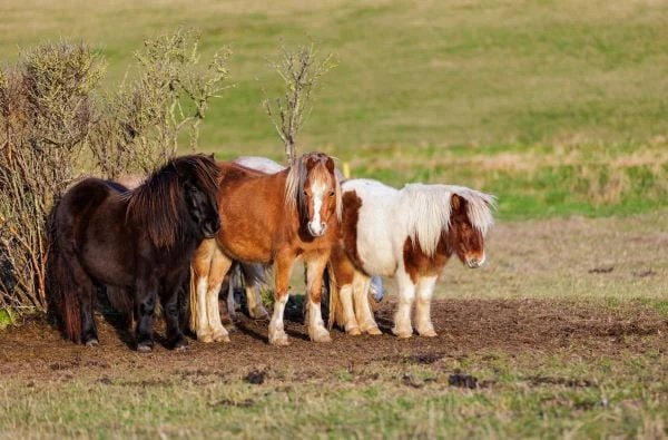 Skupina shetlandských ponyho stojí v trávě poblíž keřů.