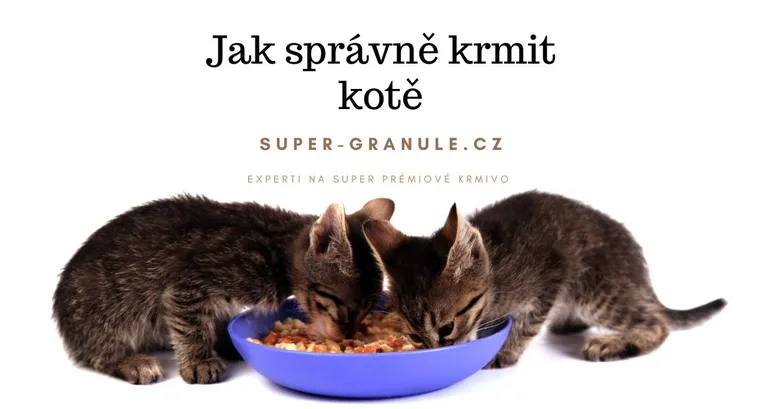 Dvě koťata jedí suché granule z modlé misky na bílém pozadí.