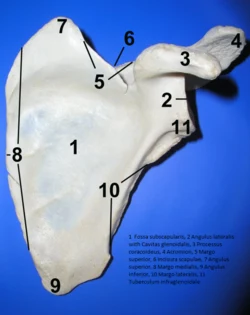 Anatomický model předloktí s radiusem, ulnou a zápěstními kostmi.
