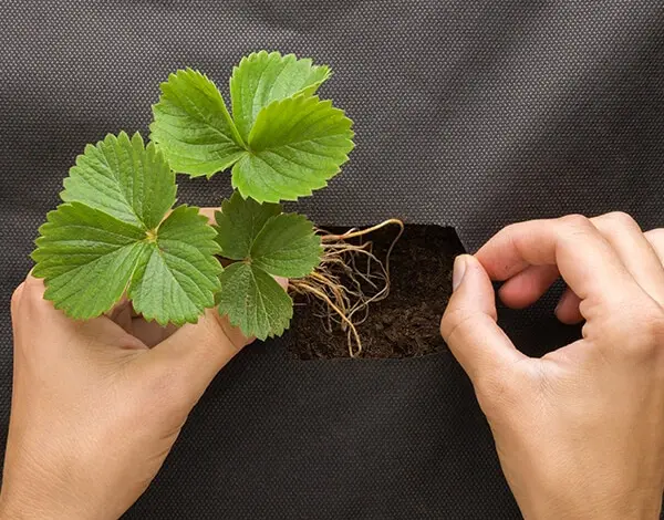 Ruce sázejí jahodovou sazenici do černého pytloviny.