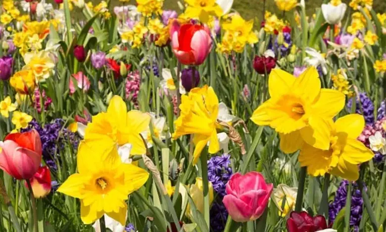 Různé jarní květiny jako narcisy a tulipány rostou v zahradě.