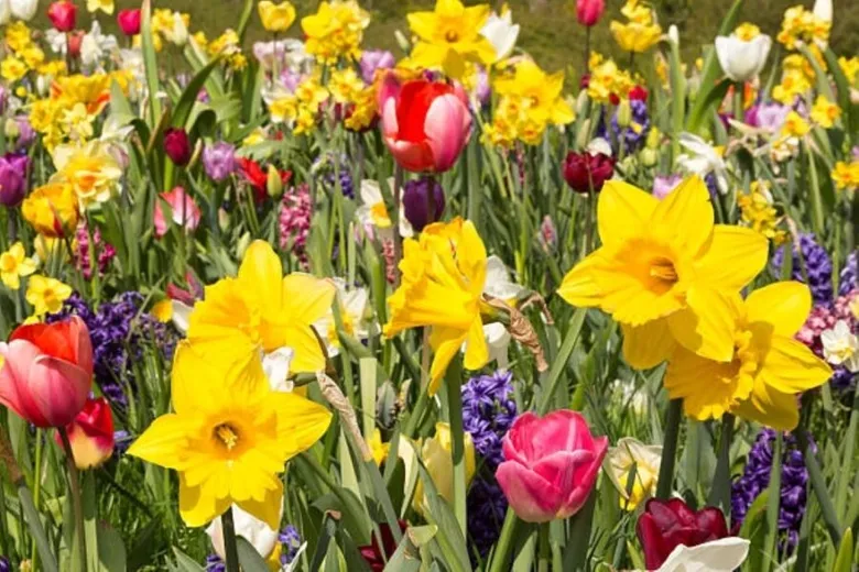 Různé jarní květiny jako narcisy a tulipány rostou v zahradě.