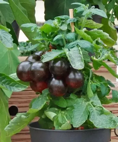 Černá rajčata na rostlině v květináč