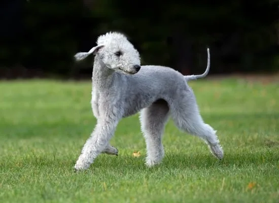 Bedlington teriér stojí na trávníku a podívá se dozadu.
