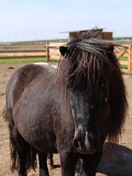 Tmavý shetlandský pony stojí na venkovní louce s dřevěným plotem.