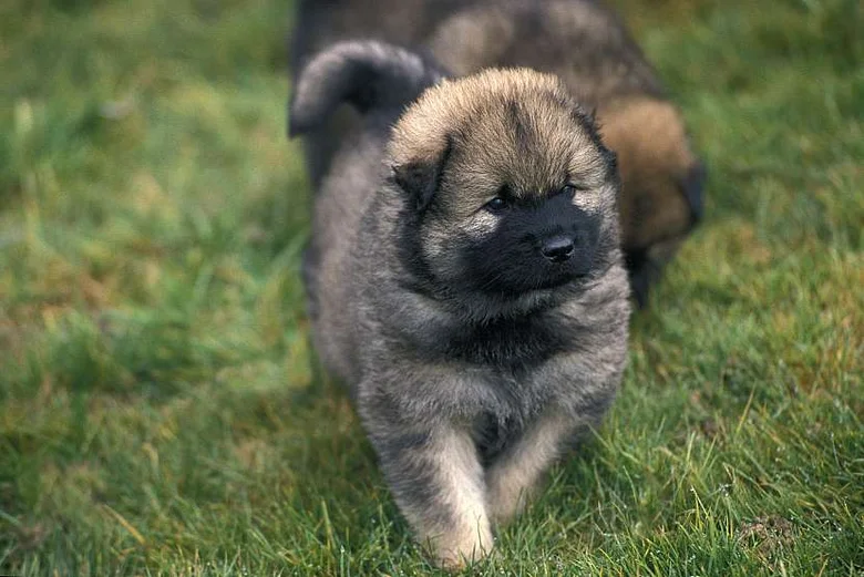 Malý eurasier pes chodí po trávě venku.