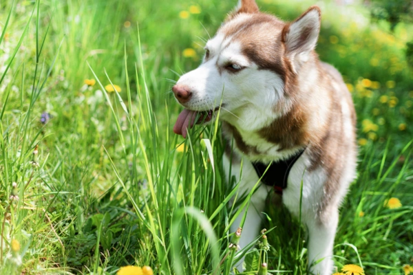 Husky pes žere trávu na zelené louce.