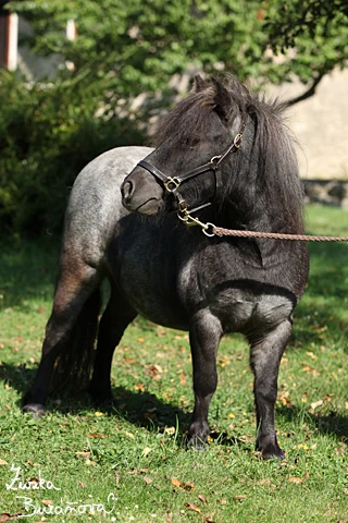 Černý šetlandský pony stojí na trávníku s uzděnou.