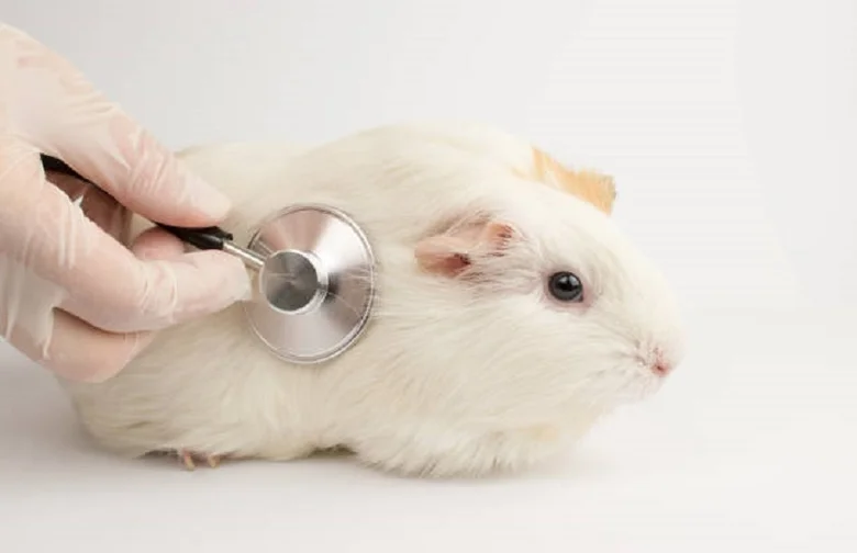 Veterinář zkouší morčete pomocí fonendoskopu.