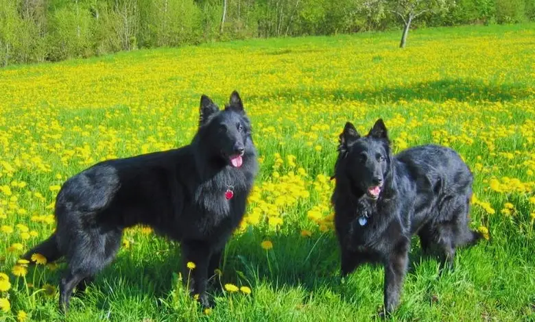 Dva černí belgičtí ovčáci Groenendael stojí na louce s žlutými květy.