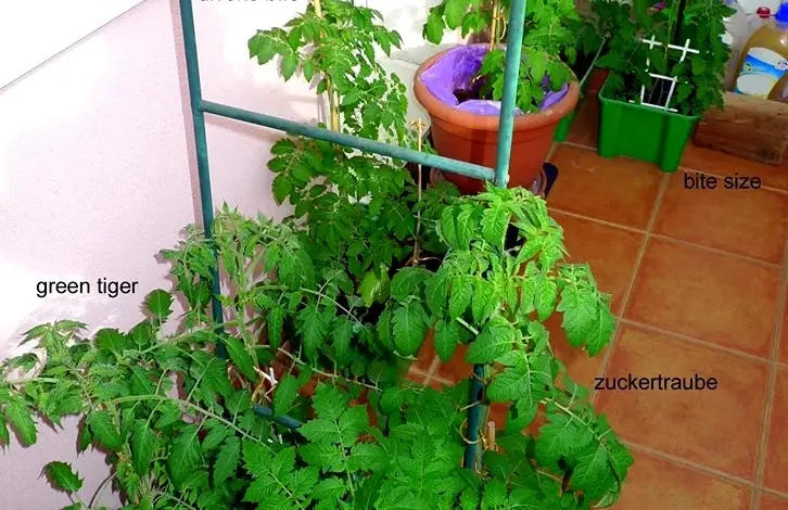 Rajčata v hrncích na balkóně s označením odrůd.