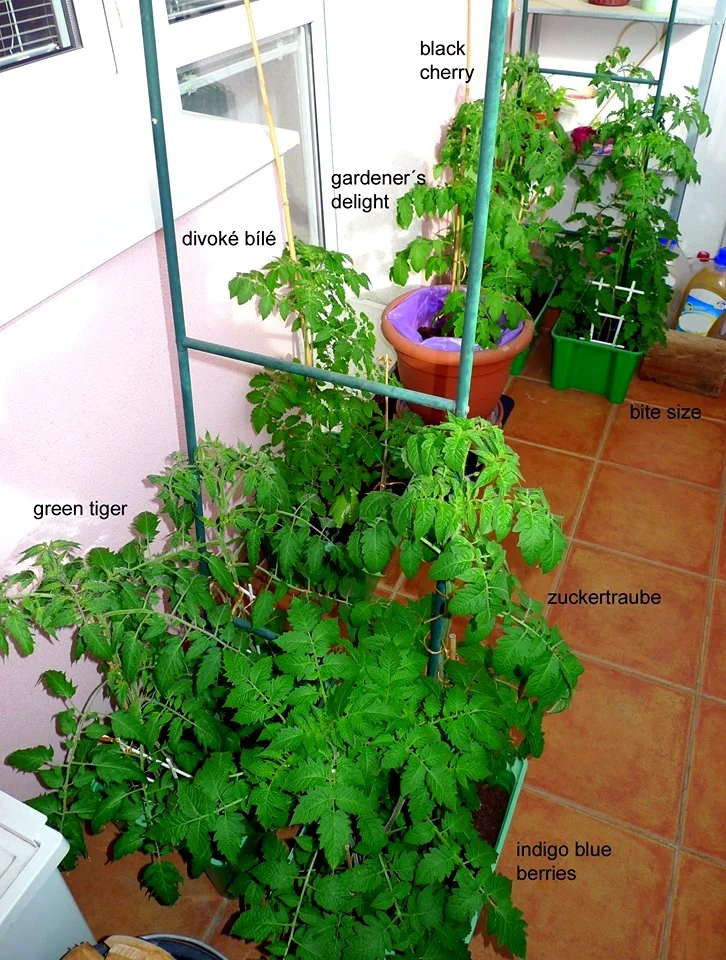 Rajčata v hrncích na balkóně s označením odrůd.