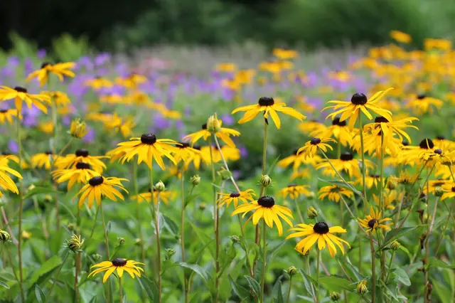 Žluté květy rudbeckie rostoucí v zahradním záhonu.