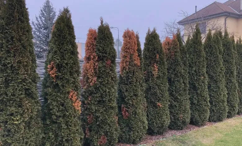 Řada zdravých zeravů západních s několika hnědými skvrnami.