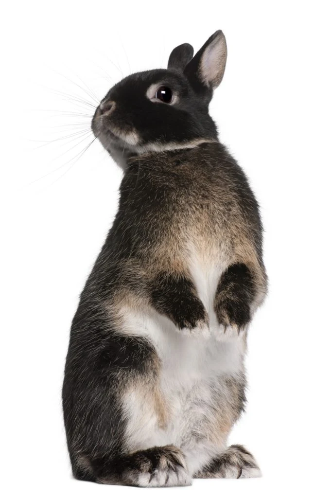 Černobílý králík stojí vzpřímeně na zadních nohách.