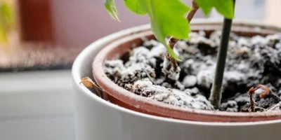 Bílá plíseň na povrchu půdy v květináčové rostlině