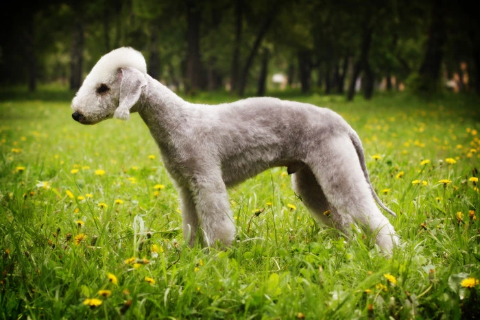 Bedlington teriér stojí na trávníku s žlutými květy.