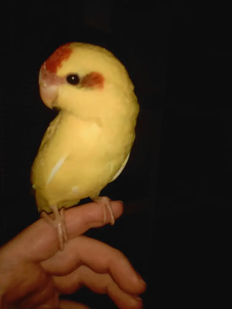 Žlutý kakarík s červenou čepicí sedící na prstu.