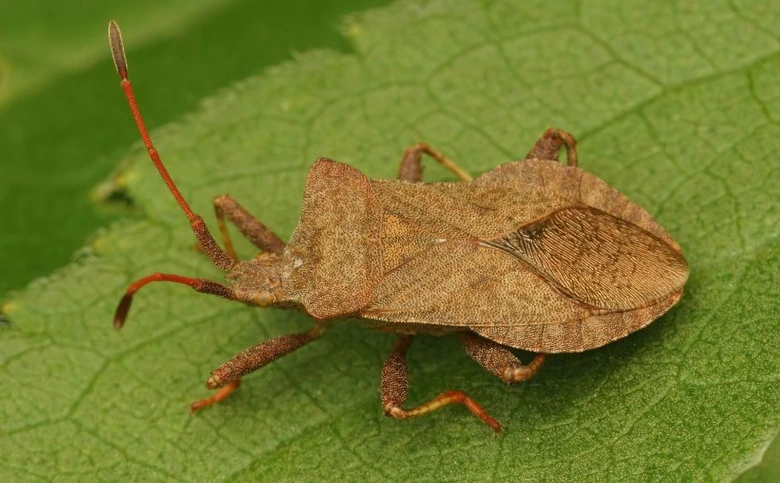 Marbled boxelder bug