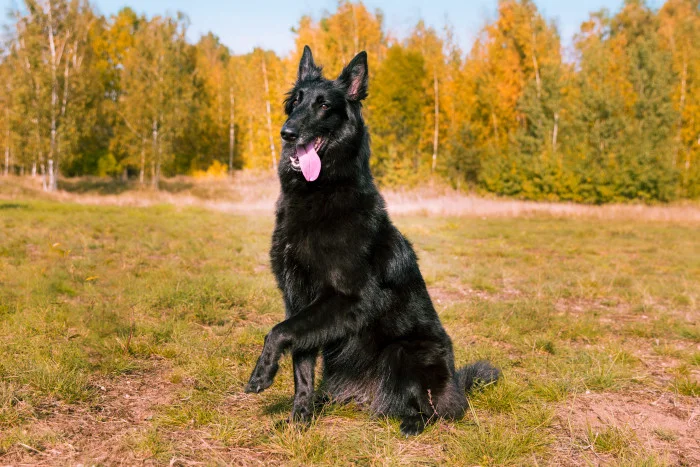 Černý belgický ovčák groenendael sedí na trávníku s podzimními stromy.