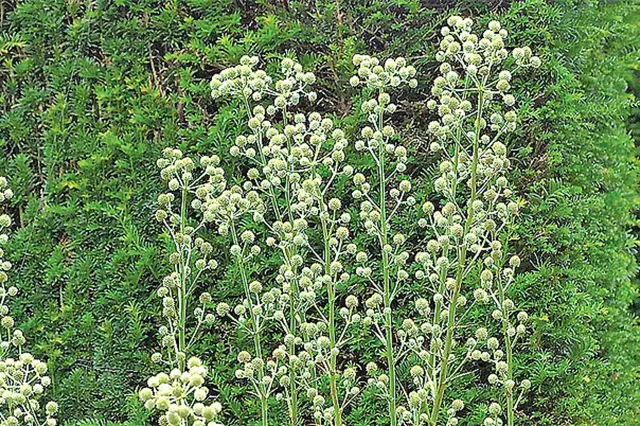 Bílé květy máčku Achillea millefolium rostoucího na pozadí zelených listů.