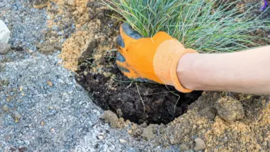 Ruce s rukavicemi zasazují travnatou rostlinu do směsi půvy pro skalku.