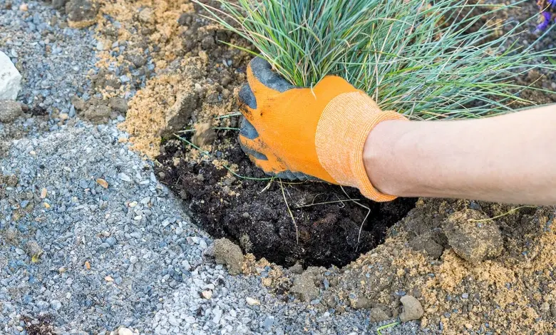 Ruce s rukavicemi zasazují travnatou rostlinu do směsi půvy pro skalku.