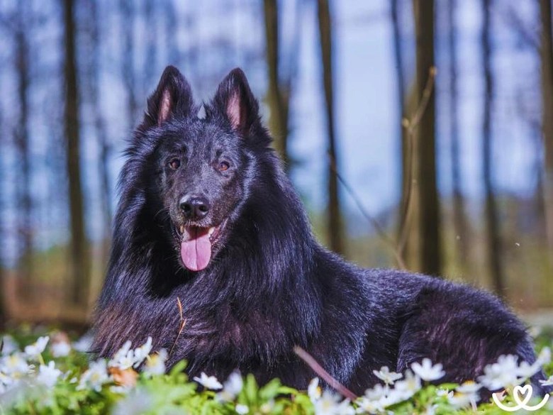 Černý belgický ovčák Groenendael leží na květinách v lese.