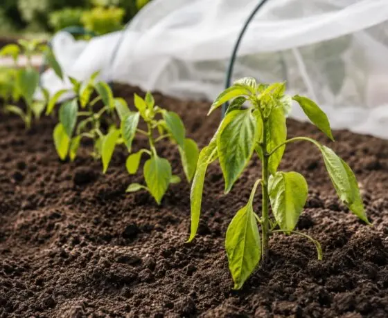 Young pepper plants in soil