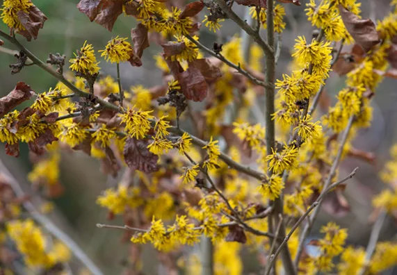 Winter akebia flowers