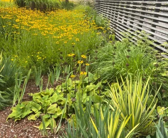 Zahrada s žlutými květinami a zelenou vegetací u dřevěného plotu.
