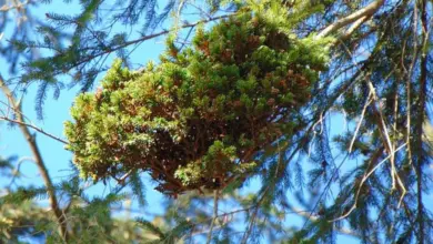 Cedar apple gall on tree branch