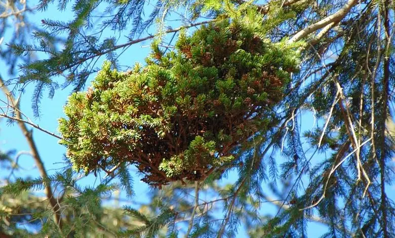 Cedar apple gall on tree branch