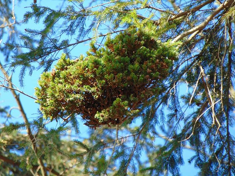 Cedar apple gall on tree branch